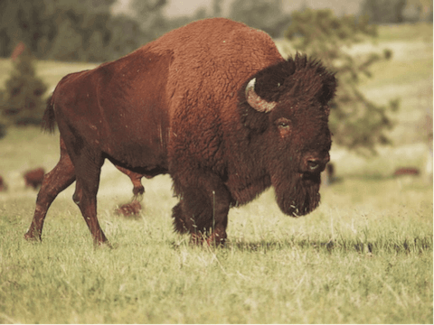 Treatment Options for a Buffalo Hump