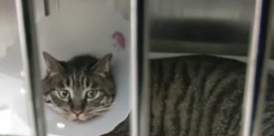 Women gets plastic surgery for her ugly cat