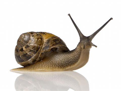 Snail Facial - Next Big Thing in Beauty?