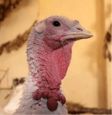Get Rid of Your "Turkey Neck" with a Neck Lift